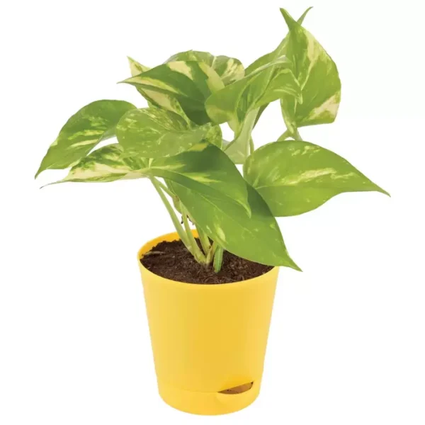 Sansar Green Money Plant