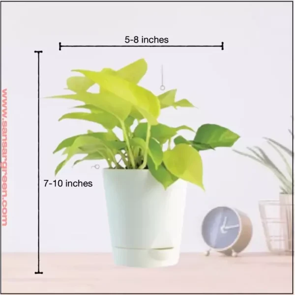 Sansar Green Money Plant