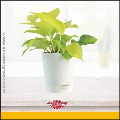 Sansar Green Money Plant