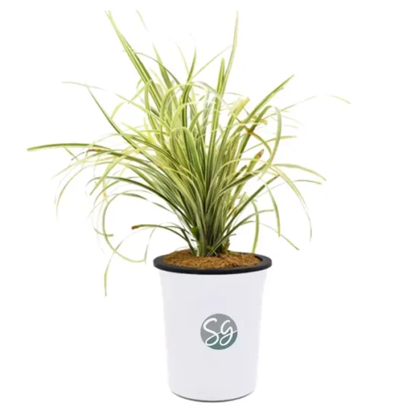 Sansar Green Ribbon Grass Plant