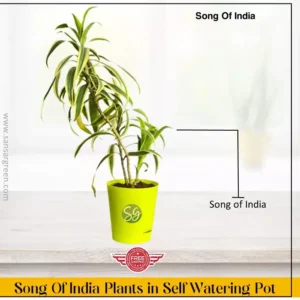 Sansar Green Song Of India