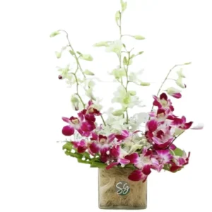 Sansar Green Vanda Orchid Plant From Sansar Green