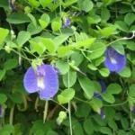 Erwon Aprajita Growth Booster