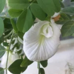 Erwon Aprajita Growth Booster