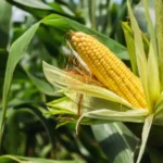 Erwon Big Pop Corn Seeds From Sansar Green