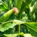 Erwon Big Pop Corn Seeds From Sansar Green