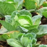 Erwon Hybrid Cabbage Seeds From Sansar Green