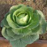 Erwon Cabbage Seeds From Sansar Green