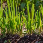 Erwon Hybrid Chives Seeds From Sansar Green