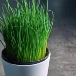Erwon Hybrid Chives Seeds From Sansar Green