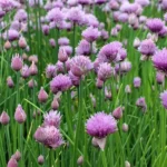 Erwon Hybrid Chives Seeds From Sansar Green