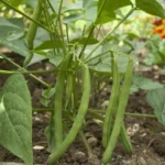 Erwon Hybrid French Beans Seeds From Sansar green