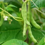 Erwon French Beans Seeds From Sansar green