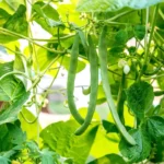 Erwon French Beans Seeds From Sansar green