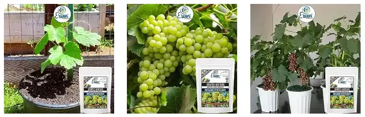 Erwon Grapes Mixture Growth Booster Organic Fertilizer From Sansar Green