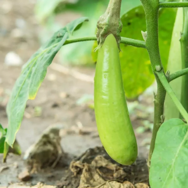 Erwon Green Long Brinjal Seeds From Sansar Green