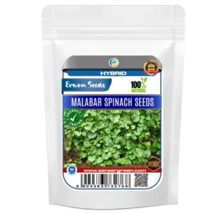 Erwon Organic and Hybrids Malabar Spinach Seeds of healthy plants