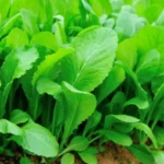 Erwon Mustard Yellow Seeds From Sansar Green
