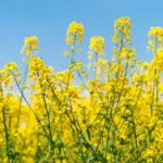 Erwon Mustard Yellow Seeds From Sansar Green