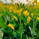 Erwon Mustard Yellow Seeds From Sansar Green