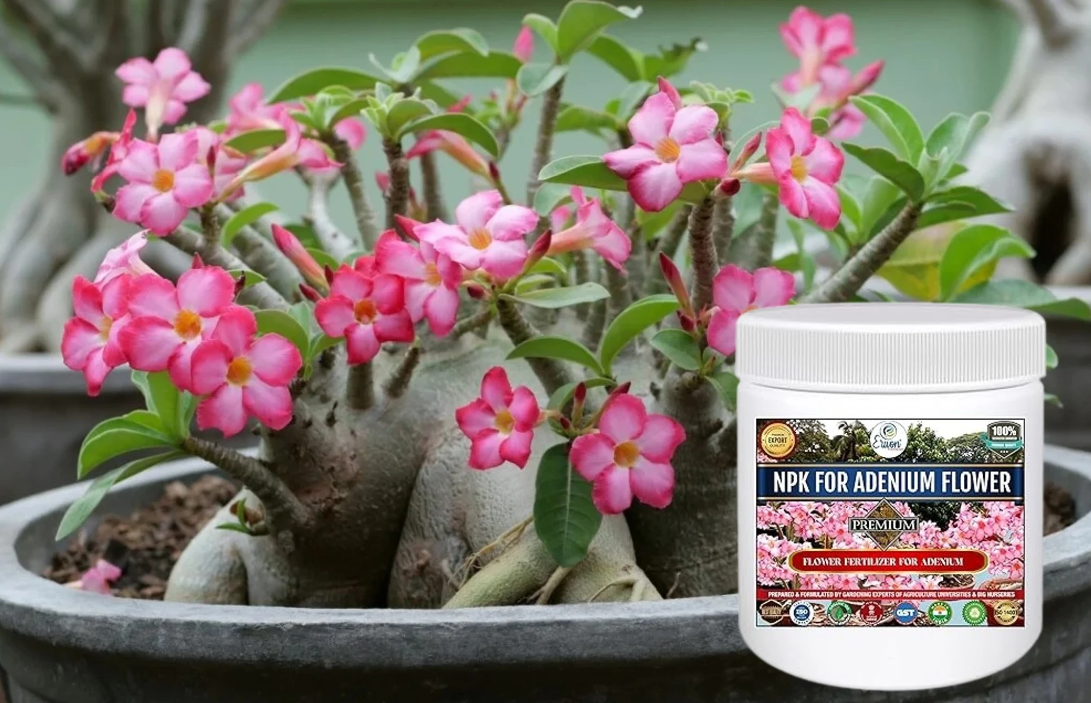 Erwon NPK Adenium Flower For Plants 