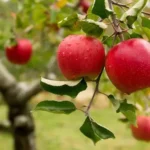 Erwon NPK Kit For Apple Fruits Plant Fertilizer From Sansar Green