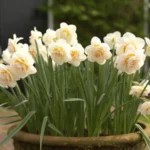 Erwon NPK Flower Bulb Growth Kit Fertilizer From Sansar Green