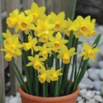 Erwon NPK Flower Bulb Growth Kit Fertilizer From Sansar Green