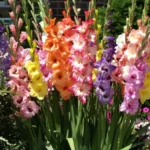 Erwon NPK Flower Bulb Growth Kit Fertilizer From Sansar Green