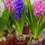 Erwon NPK Flower Bulb Growth Kit Fertilizer From Sansar Green