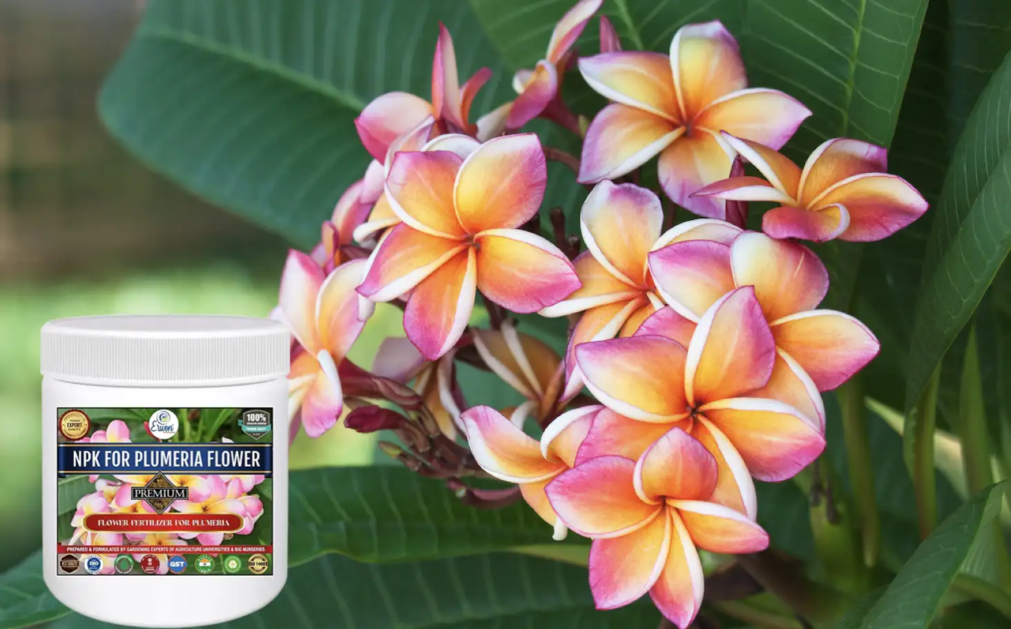 Erwon NPK Plumeria Flower Fertilizer