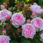 Erwon Npk For Rose Growth