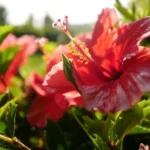 Erwon NPK Hibiscus Flower Kit Fertilizer From Sansar Green