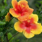 Erwon NPK Hibiscus Flower Kit Fertilizer From Sansar Green