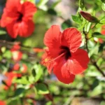 Erwon NPK Hibiscus Flower Kit Fertilizer From Sansar Green