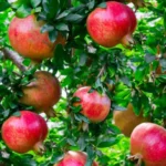 Erwon NPK Pomegranate Fruits Kit Fertilizer From Sansar Green