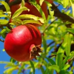 Erwon NPK Pomegranate Fruits Kit Fertilizer From Sansar Green