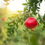 Erwon NPK Pomegranate Fruits Kit Fertilizer From Sansar Green
