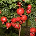 Erwon NPK Pomegranate Fruits Kit Fertilizer From Sansar Green