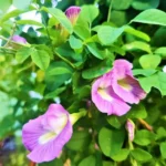 Erwon Npk For Aprajita Flower
