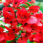 Erwon Npk For Bougainvillea Flower