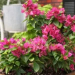 Erwon Npk For Bougainvillea Growth