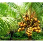 Erwon Npk For Coconut Plant