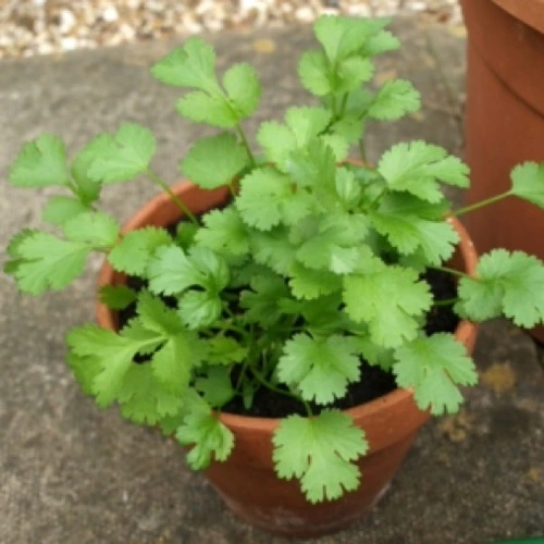 Erwon Npk for Coriander Plant