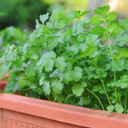 Erwon Npk for Coriander Plant