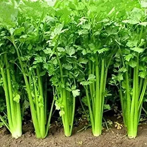 Erwon Npk for Coriander Plant