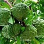 Erwon Npk For Custard Apple Growth