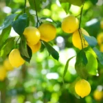Erwon Npk For Lemon Fruits
