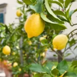 Erwon Npk For Lemon Fruits