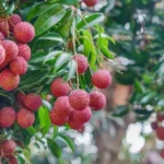 Erwon Npk For Litchi Fruits Fertilizer From Sansar Green